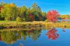 Canada-Ontario-Worthington Red maple tree reflected in St Poithier Lake Art Print